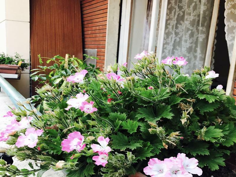 Pardis Guest House ローマ エクステリア 写真